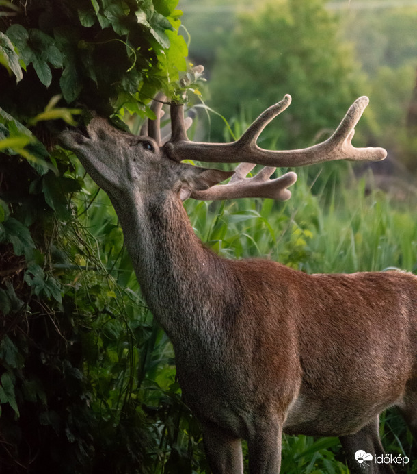 Egy csodás találkozás