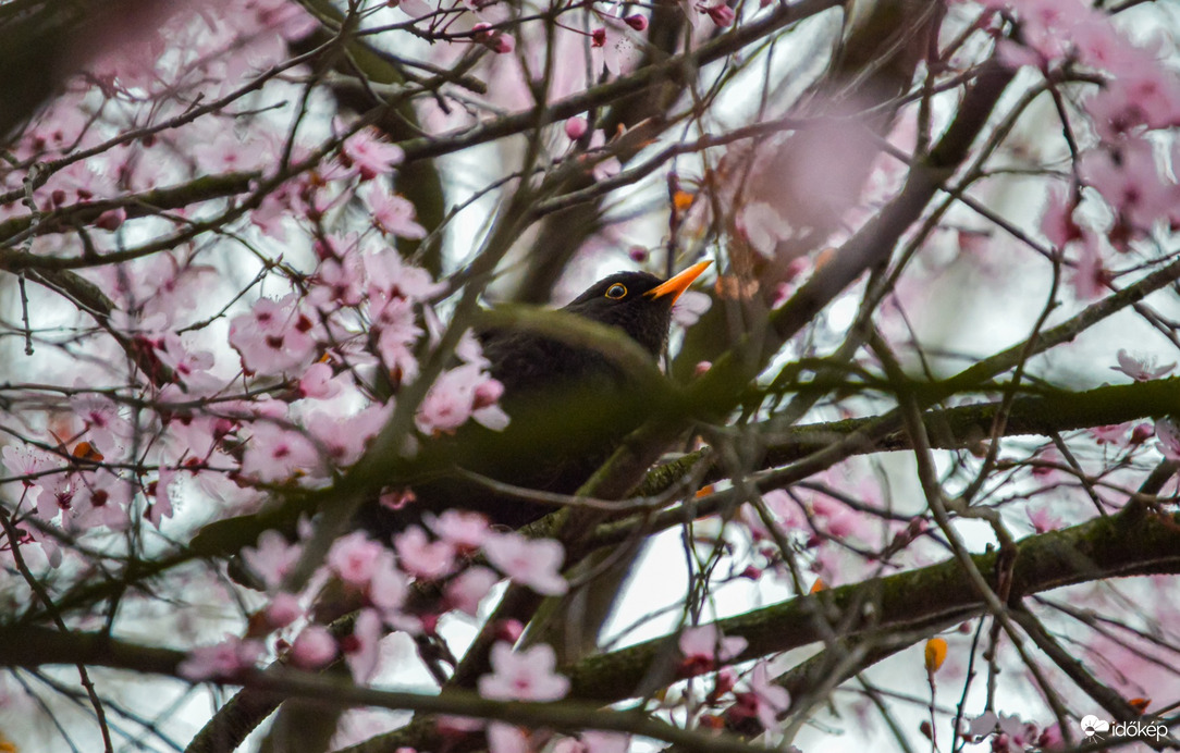 Aki a virágot szereti...