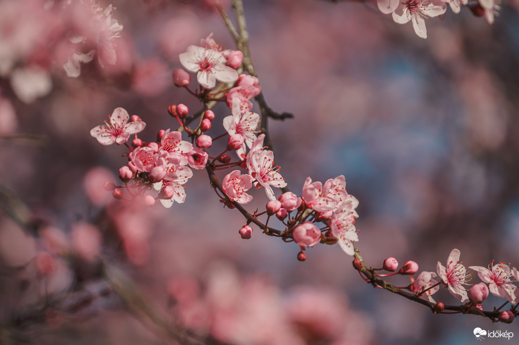 Virág ameddig a szem ellát