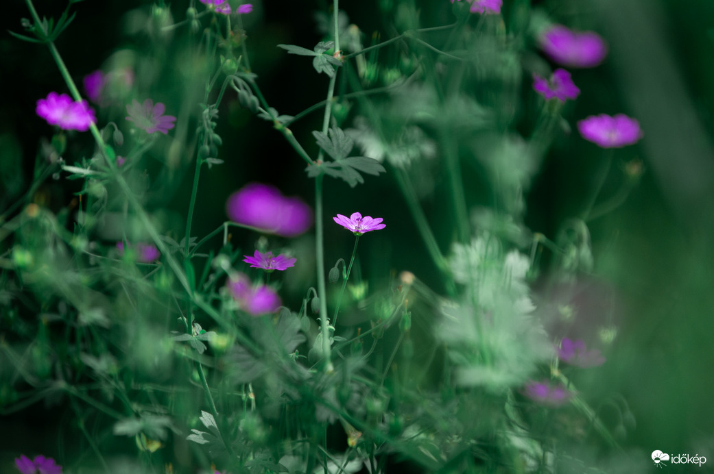 Hé itt vagyok hátul,engem fotózz