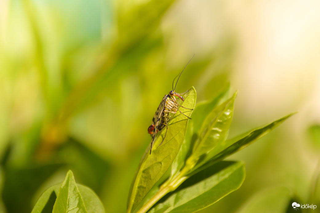 Közönséges skorpiólégy