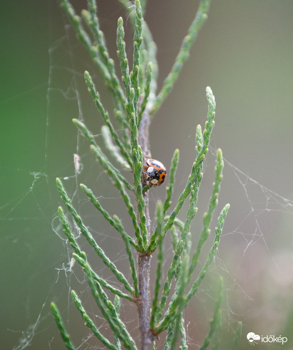 Jól elbújtam...vagy mégsem