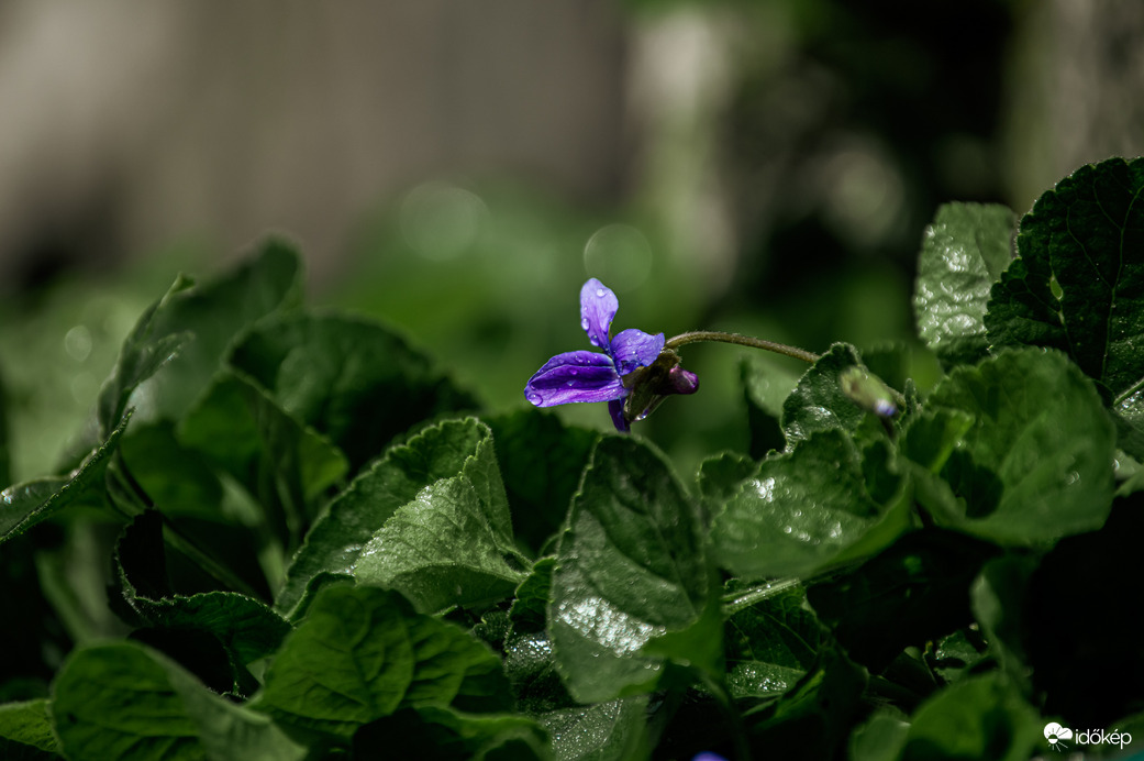 Egy kis szünet a zivatarban