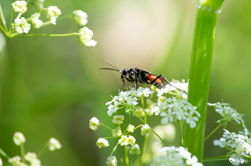 A virág csábításában