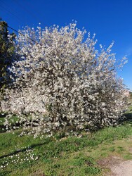Somogysárd