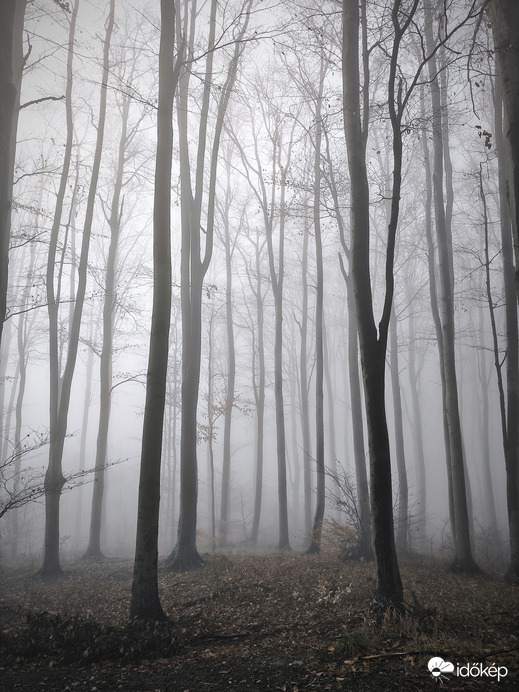Ködös erdő