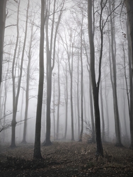 Ködös erdő