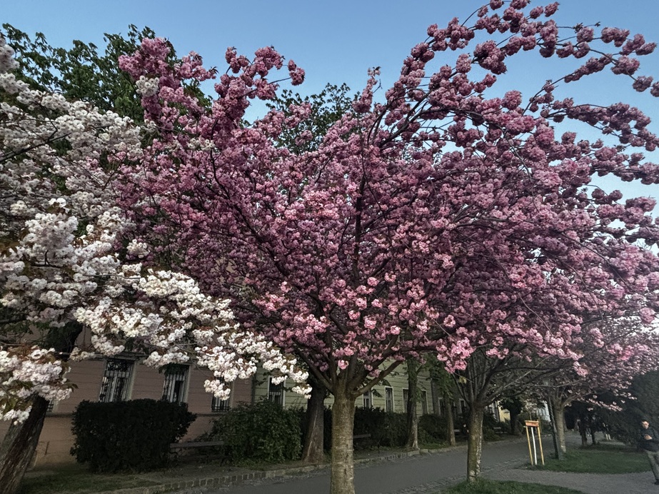 Cseresznyevirágzás