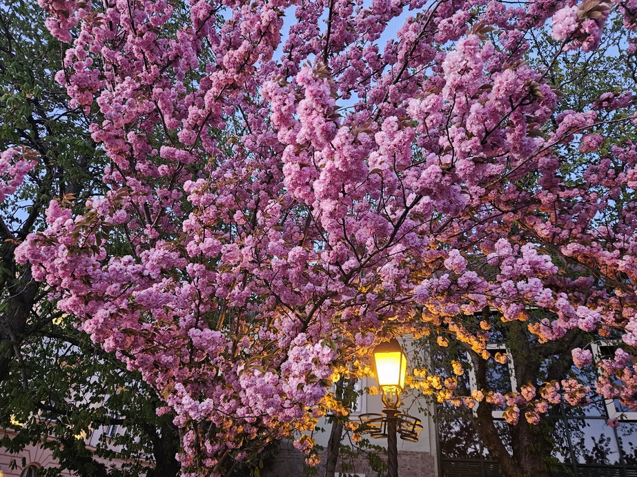 Cseresznyevirágzás