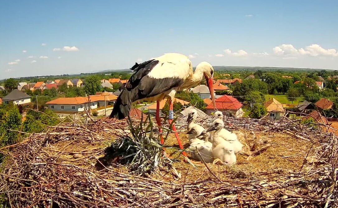 5 fiókás gólyafészek 