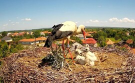 5 fiókás gólyafészek 
