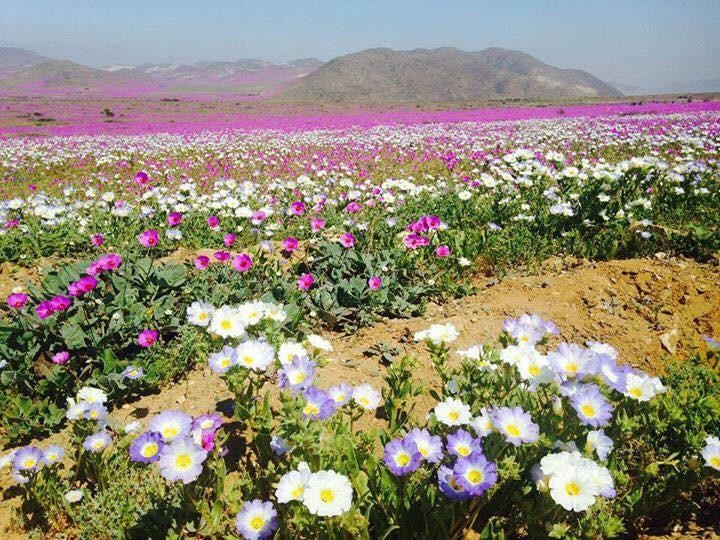 Kivirágzott az Atacama-sivatag 1