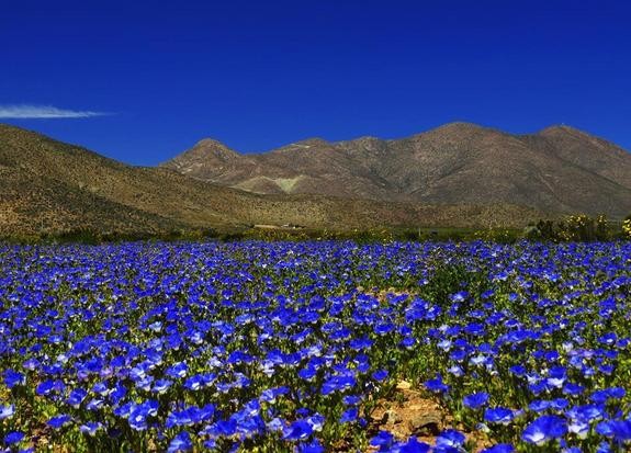 Kivirágzott az Atacama-sivatag 2