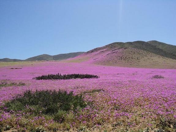 Kivirágzott az Atacama-sivatag 3