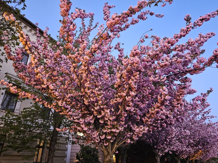 Cseresznyevirágzás