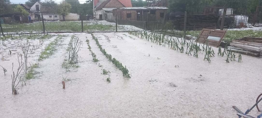 Nem sok minden maradt a veteményesből
