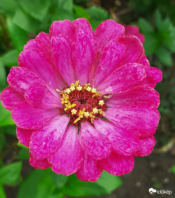 Nagymamám virágoskertje2