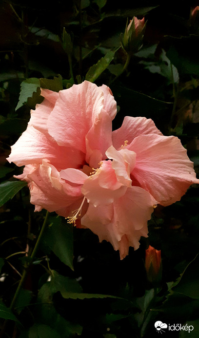 Nagymamám virágoskertje3