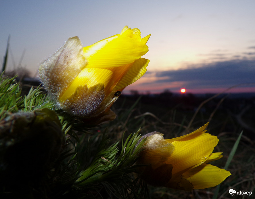 Tavaszi hérics napkelte idején
