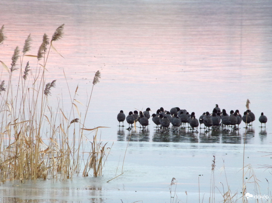 Vízityúkék jégre mentek 2.