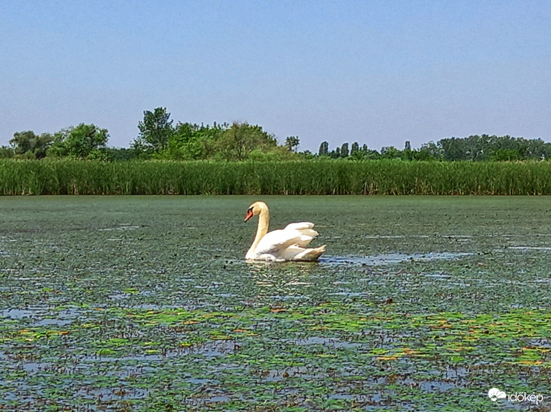 Tisza-tó