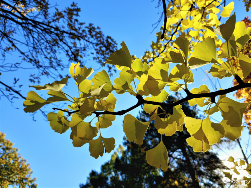 Ginko levelek