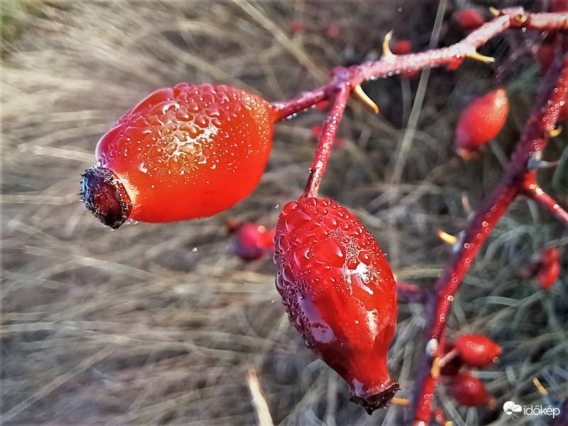 Harmatos