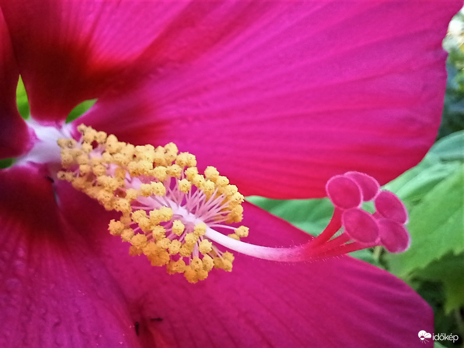 Mocsári hibiszkusz