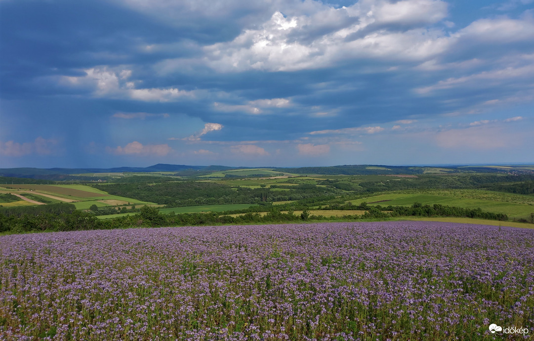 Táj mézontófűvel