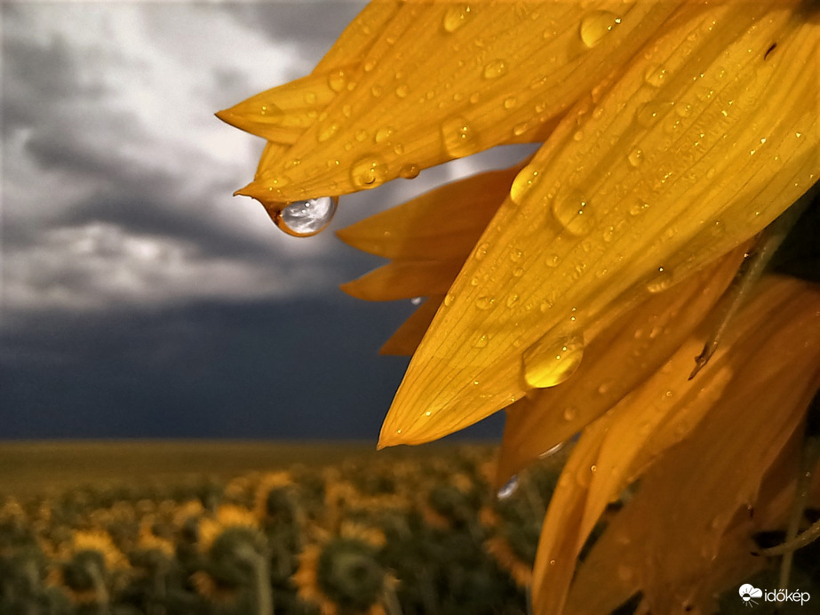Napraforgó zivatar után 1.