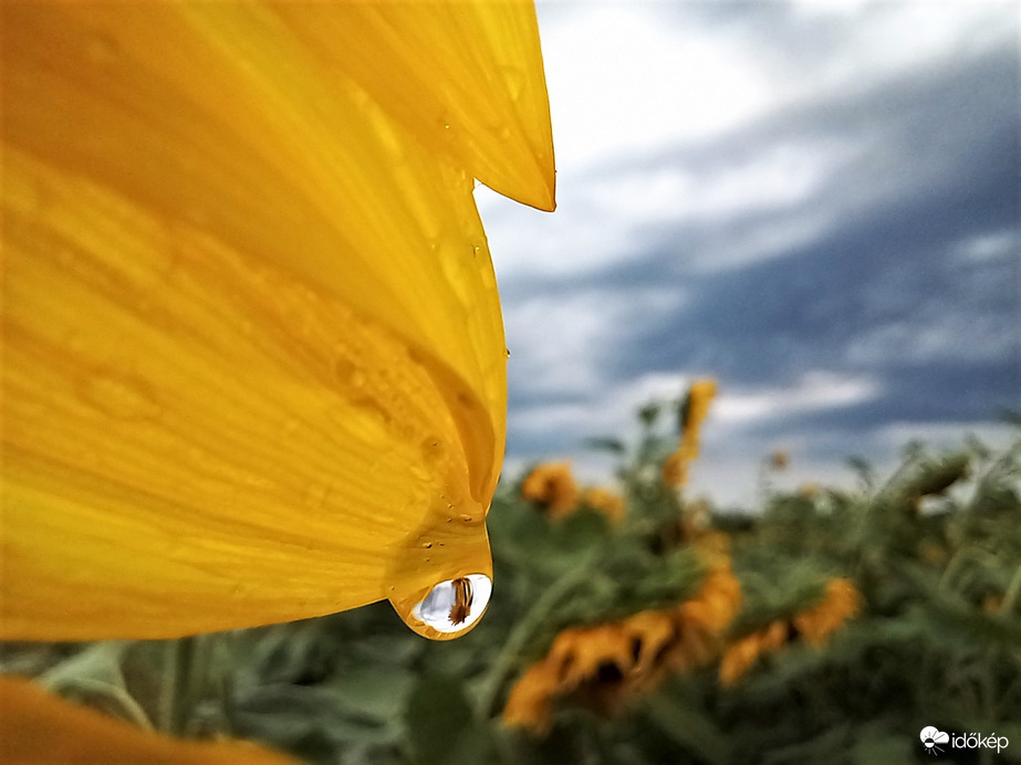 Napraforgó ziavatar után 3.