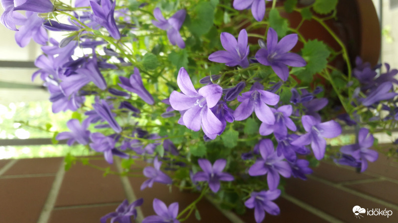 harangvirág