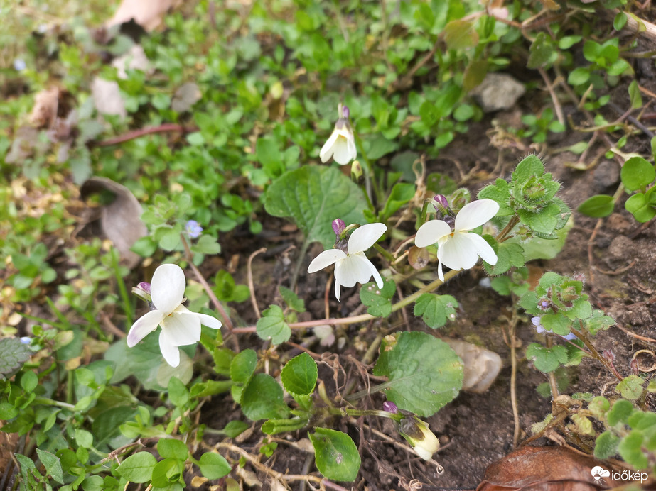 Ibolyák fehèrben