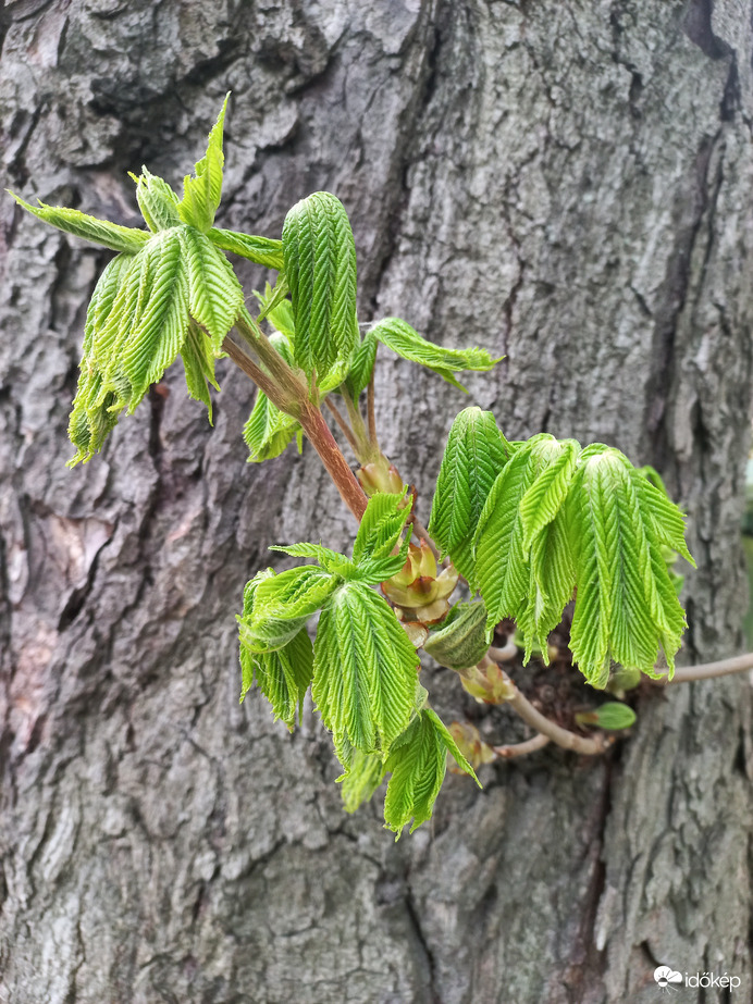 Jönnek a levélkék.