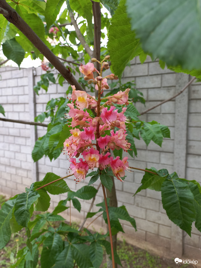 Vadgesztenye virága