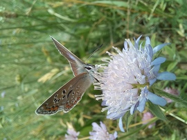 A lepke tekintete