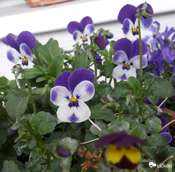 virágzás - árvácska