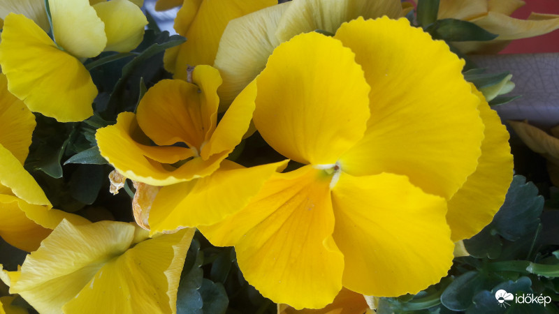 Árvácska, nagyvirágú, sárga