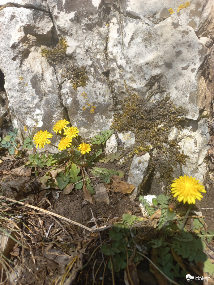 Pitypang sziklafalon