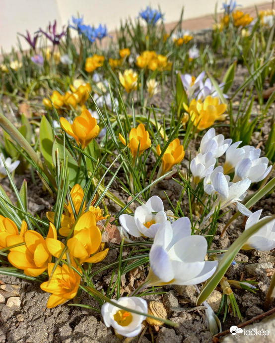 Sárga és fehér krókuszok