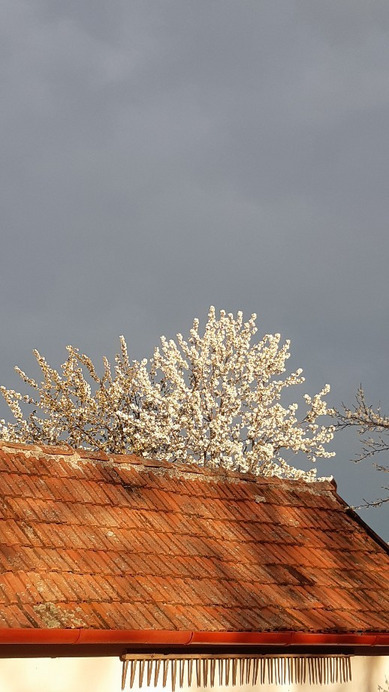 Jászalsószentgyörgy