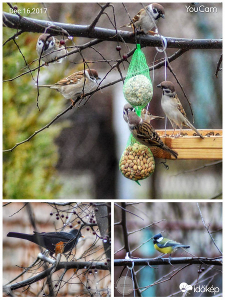 Mai csapat a kertünkben. 