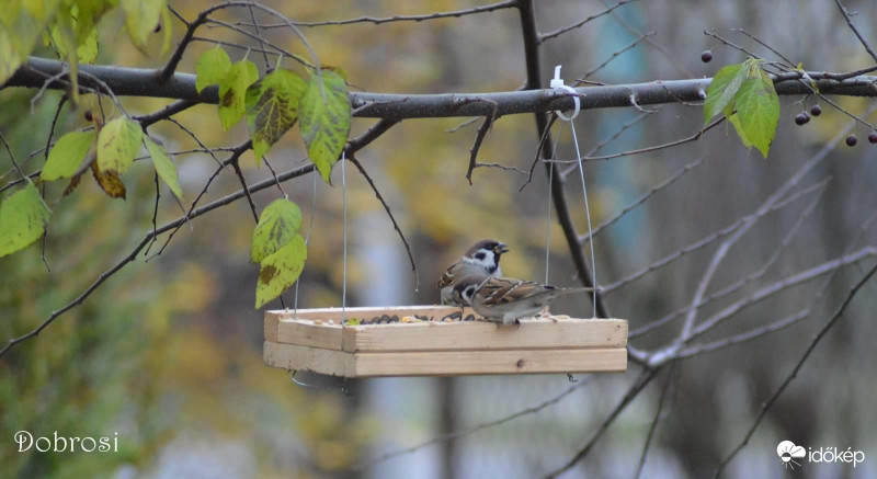Veréb is madár. :) 