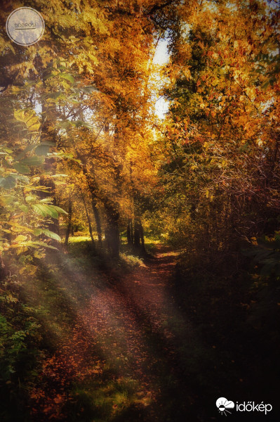 Erdei séta. 