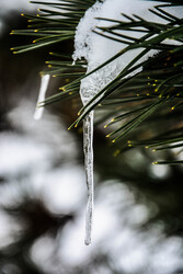 Fenyőről csorgó jégcsap