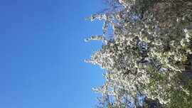 Jászalsószentgyörgy