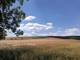 Domony