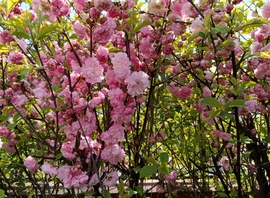 Köszöntjük a tavaszt......:-)