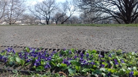 Vagány ibolya "mező"