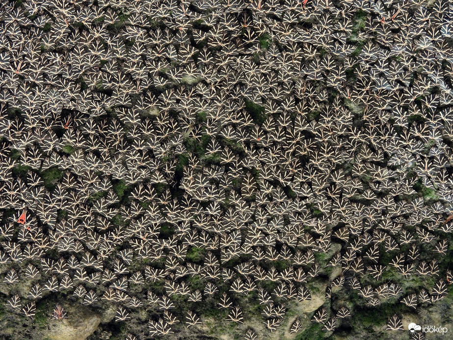 Csíkos medvelepkék 